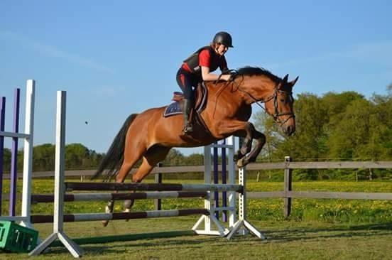 Anden særlig race Tiffany billede 8