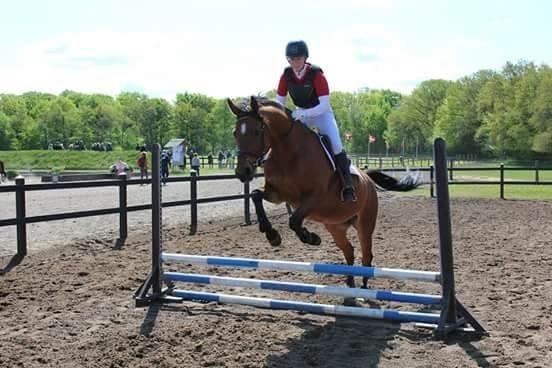 Anden særlig race Tiffany billede 9