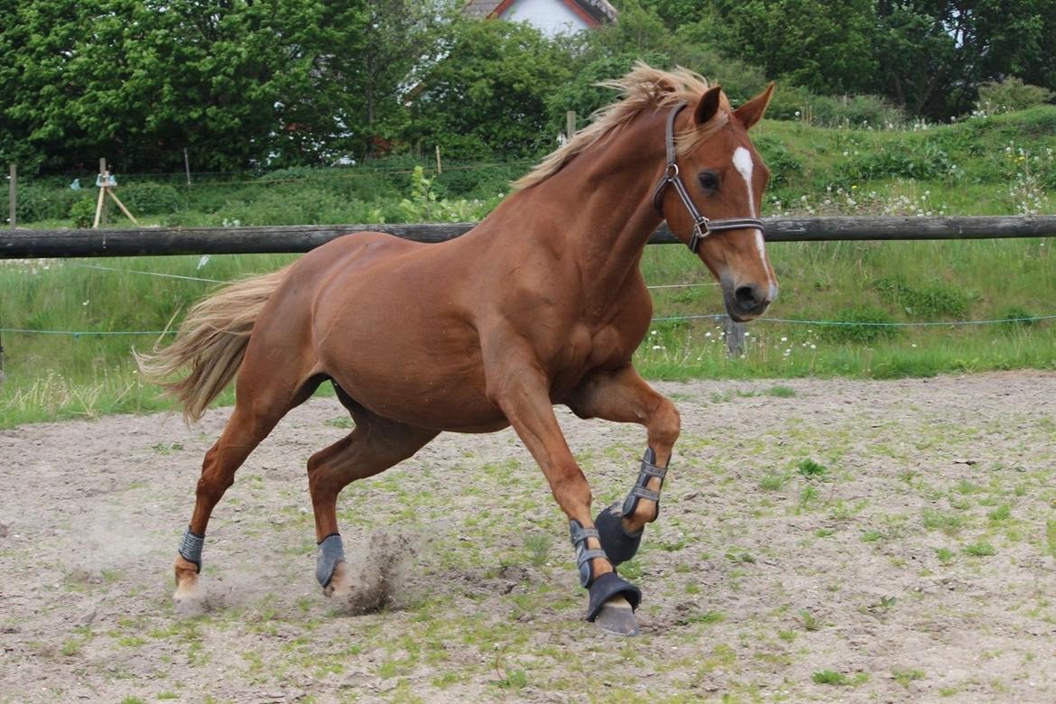 Appaloosa Sequoia van de lorkeershoeve <3 - Power-pony <3 foto Julie Herskind billede 46
