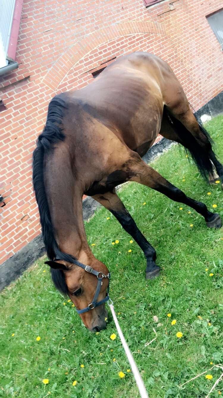 Dansk Varmblod Birkholm's ronja billede 13