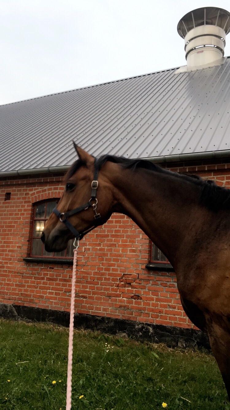 Dansk Varmblod Birkholm's ronja billede 14