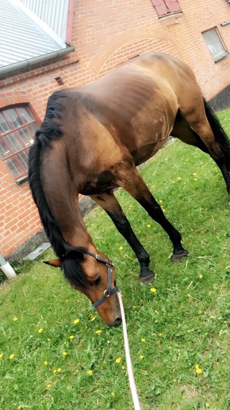 Dansk Varmblod Birkholm's ronja billede 15