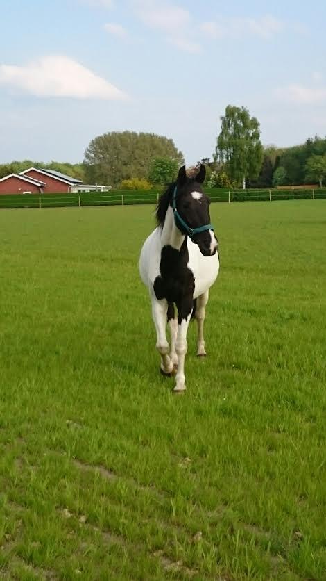 Pinto Bounty billede 14