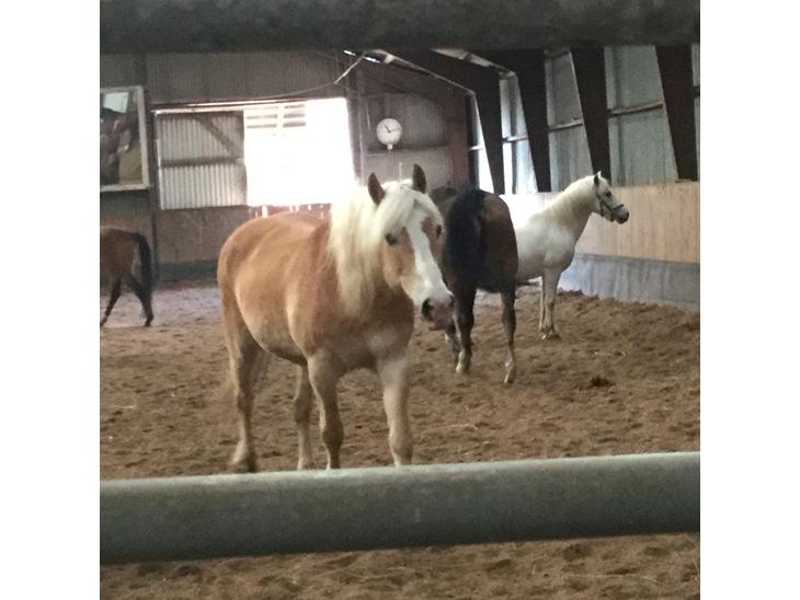 {{currentPhoto.altText}} billede {{currentPhoto.number}}