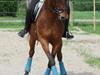 Shagya Araber (SH) Chandor [Tidl. hest]