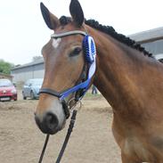 Anden særlig race Bøgeholms Macco