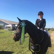 Tysk Sportspony Holsteins number one