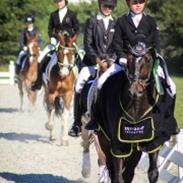 Tysk Sportspony Holsteins number one