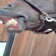 Tysk Sportspony Holsteins number one