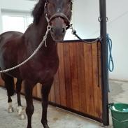 Tysk Sportspony Holsteins number one