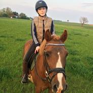 Anden særlig race Chrisan