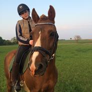 Anden særlig race Chrisan