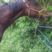 Dansk Varmblod Guldhøjs De Light