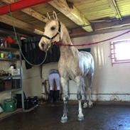 Anden særlig race Marlin