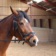 Anden særlig race Kastaniegårdens Askepot