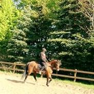 Anden særlig race Kastaniegårdens Askepot