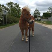 Anden særlig race Elvis