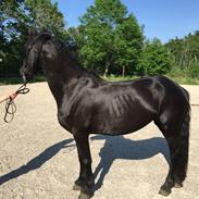 Frieser Ileana (Ilja)