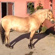 Anden særlig race Fjotte