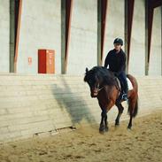 Anden særlig race Milano