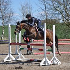 Welsh Partbred (Sec F) Groeze´s Josina