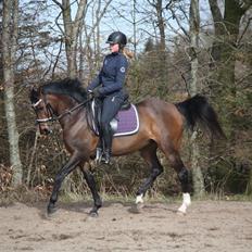 Welsh Partbred (Sec F) Groeze´s Josina