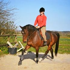 Dansk Varmblod Kashmir *solgt*