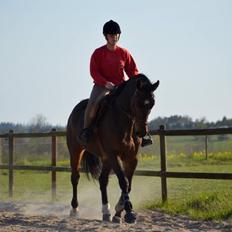 Dansk Varmblod Kashmir *solgt*