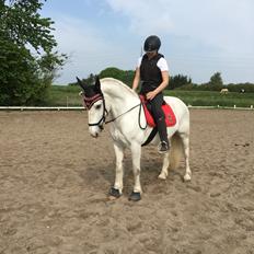 Anden særlig race Smallwell's sandy sapphire