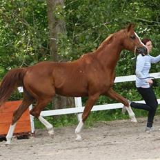 Arabisk fuldblod (OX) HO-Cosmos Jack