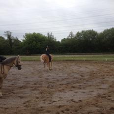 Haflinger Nanna af Kroggaard