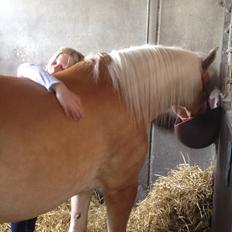 Haflinger Nanna af Kroggaard