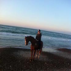 Dansk Varmblod Alsace pilekær