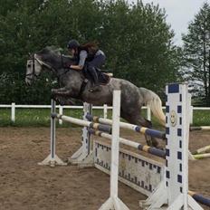 Dansk Varmblod Cizano