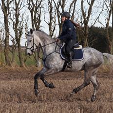 Dansk Varmblod Cizano