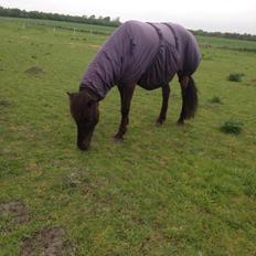 Islænder Óscar fra MOSEN (SOLGT)