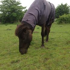 Islænder Óscar fra MOSEN (SOLGT)