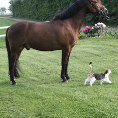 New Forest Roza's Barcadera