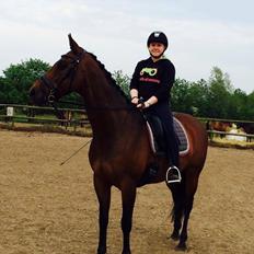 Hollandsk Varmblod Zafari