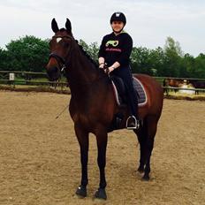 Hollandsk Varmblod Zafari