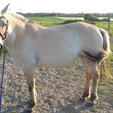 Fjordhest Emma  (himmelhest) 