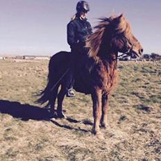 Islænder Feykir fra Øgård (himmelhest)