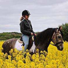 Anden særlig race Stald Nino's Look At Me 