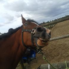 Hollandsk Sportspony supér