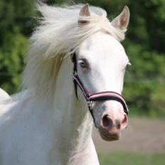 Welsh Cob (sec D) Ynyslyns Celebration