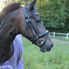 Anden særlig race Vestergaardens Malou