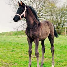 Dansk Varmblod Rihanna A.N.