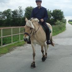 Fjordhest Vrå nikita