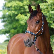 Dansk Varmblod Comfort