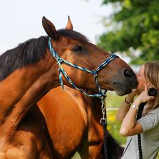 Dansk Varmblod Comfort